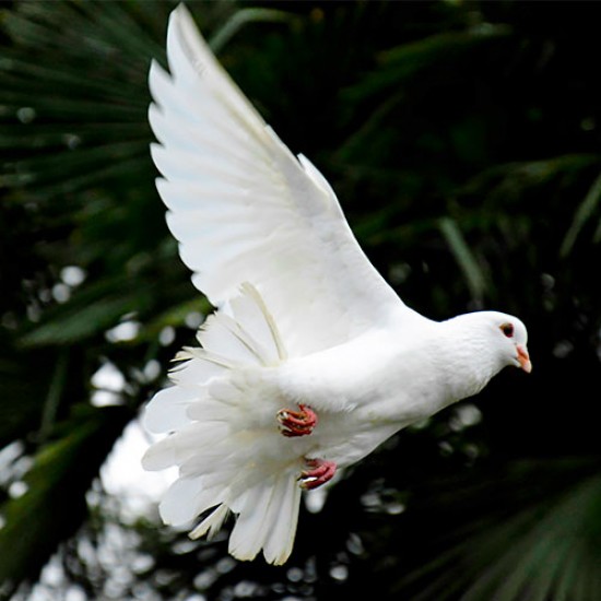 Santorini Doves